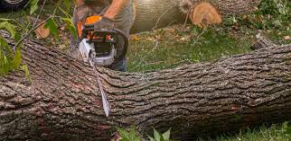 Why Choose Our Tree Removal Services in Manawa, WI?